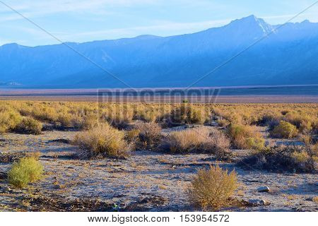 Sagebrush taken on the Great Basin Desert valley floor with the Sierra Nevada Mountains, CA beyond