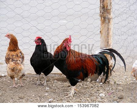 lucky cock! They love the cock chickens.
