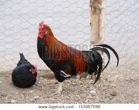 protecting the girlfriend of Mr. cock master set