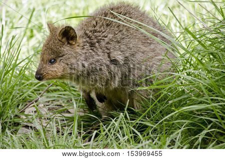 this is a close up of a pademelon