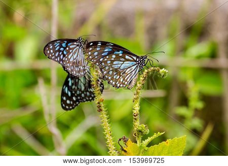 The Blue Tiger is a butterfly found in India, that is, the danaid group of the brush-footed butterfly family. This butterfly shows gregarious migratory behaviour in southern India.
