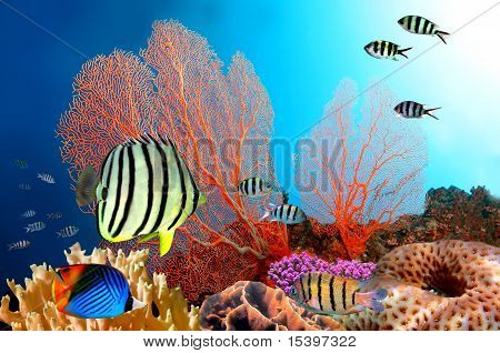 Восемь banded Щетинозубые (свете Octofasciatus)