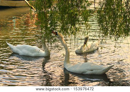 The gathering of the family at the lake