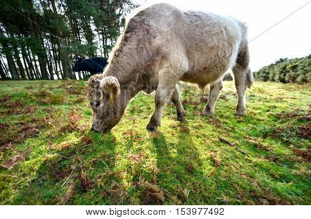 Cows