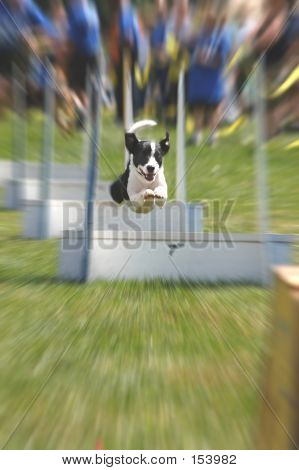 Flyball