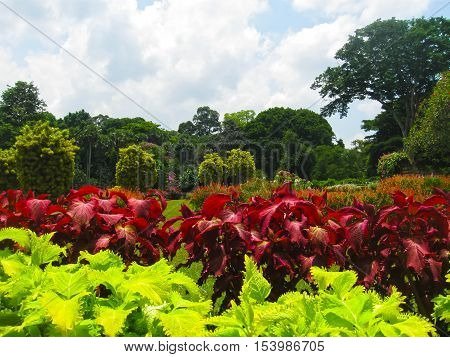 Royal Botanical garden Peradeniya at Sri Lanka