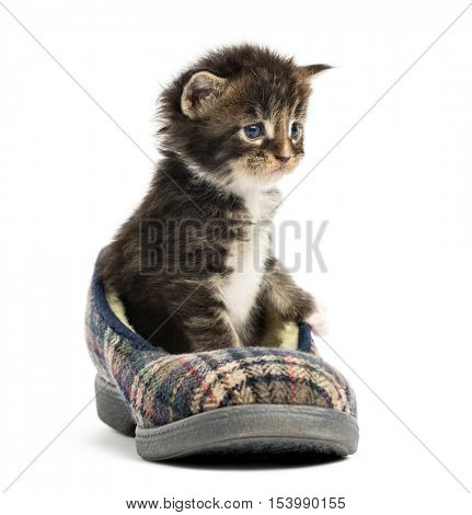 Maine coon kitten in a slipper isolated on white
