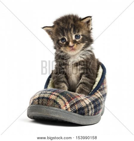 Maine coon kitten in a slipper isolated on white