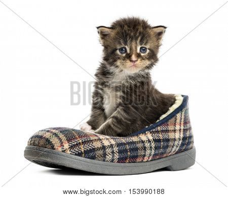 Maine coon kitten in a slipper isolated on white