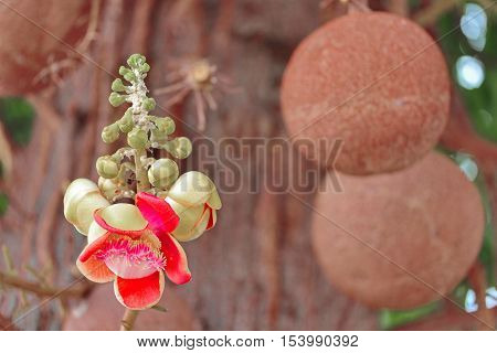 Beautiful in pink of  cannonball flower (call Sal Flower in Thai) and fruit on tree. Selective focus.