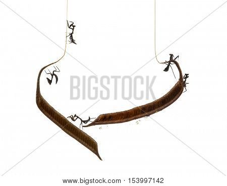 Young dead leaf mantises on a Ootheca - Acanthops Sp - isloated on white