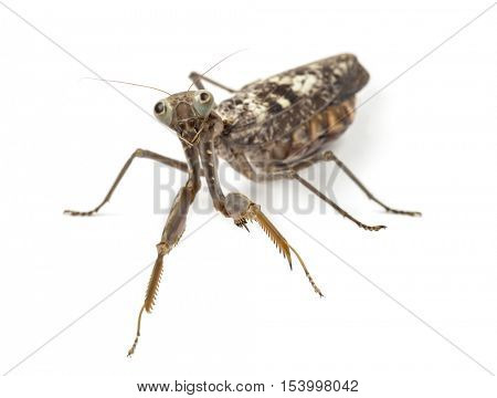 Old and blind female praying mantis - Rhombodera fusca, isolated on white