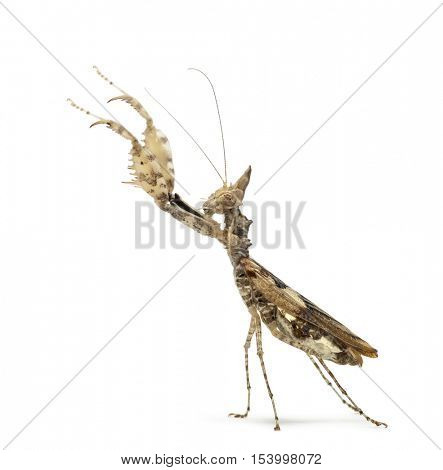 Female praying mantis, Ceratomantis saussurii, isolated on white