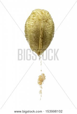 Ootheca of praying mantis, Macromantis ovalifolia, isolated on white