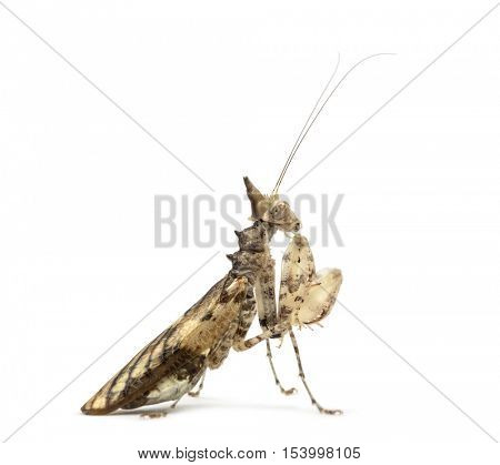 Female praying mantis, Ceratomantis saussurii, isolated on white