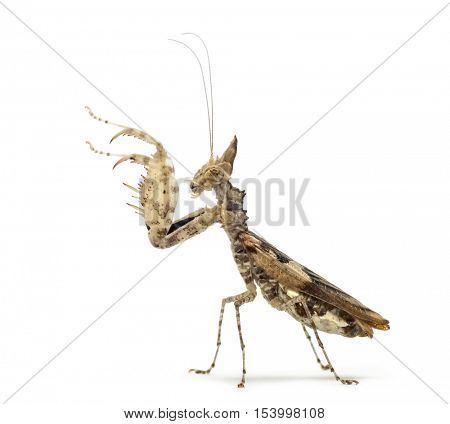 Female praying mantis, Ceratomantis saussurii, isolated on white