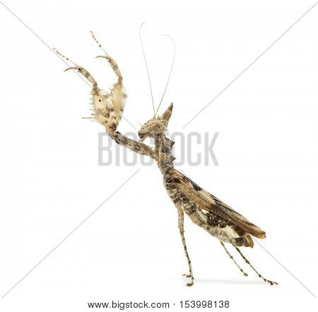 Female praying mantis, Ceratomantis saussurii, isolated on white