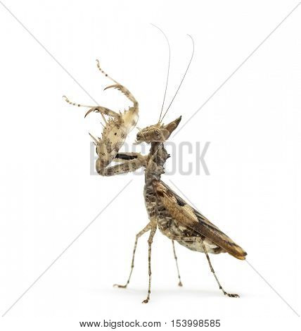 Female praying mantis, Ceratomantis saussurii, isolated on white