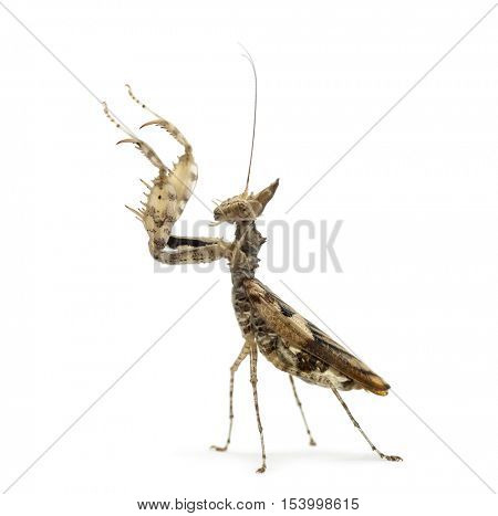 Female praying mantis, Ceratomantis saussurii, isolated on white