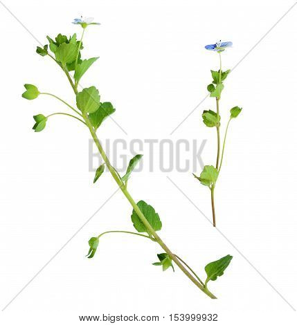 Closeup of veronica filiformis flowers and leaves isolated on white