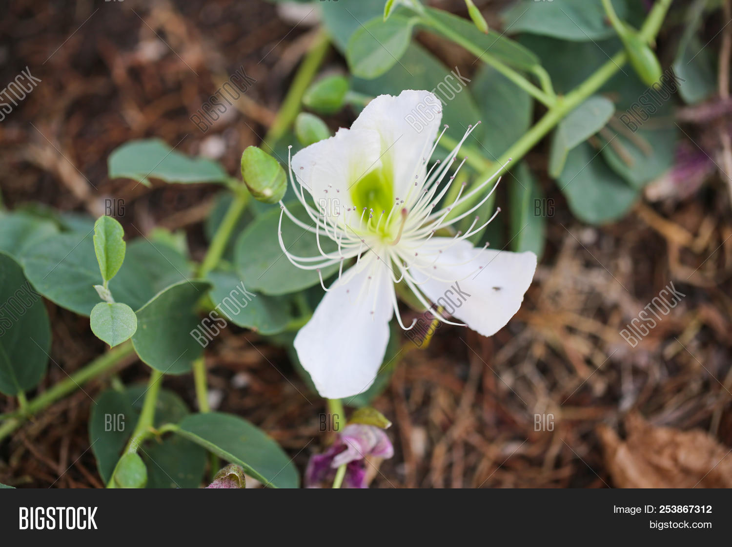 Caper Flower. Capparis Image & Photo (Free Trial) Bigstock