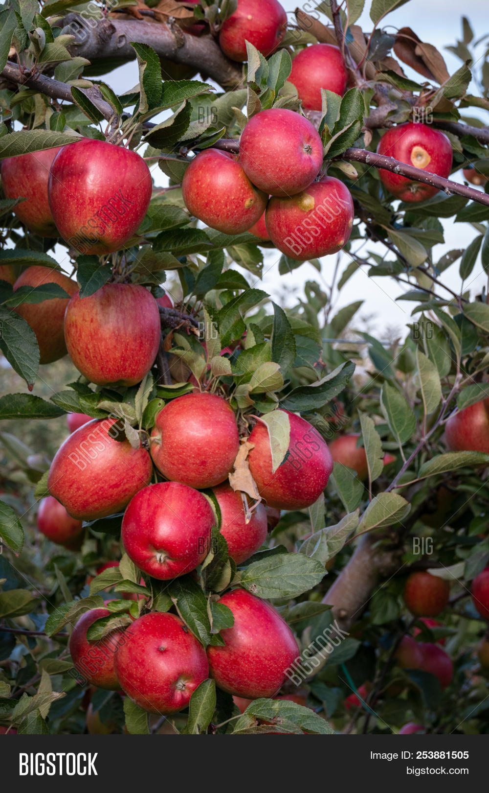 Bunch Delicious Ripe Image & Photo (Free Trial) Bigstock