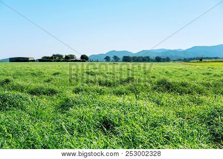 Lush Green Pasture On The Tablelands At The Top Of A Mountain Range