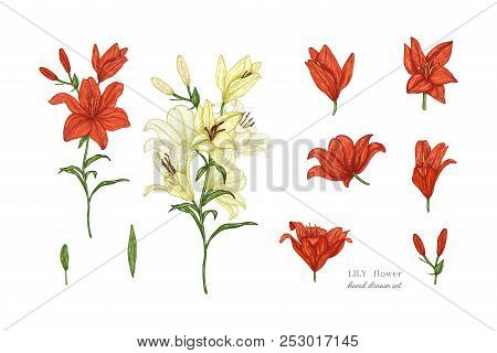 Set Of Lily Flowers In Color. Vector Botanical Illustration Of Florist. Hand Drawn Illustration In V