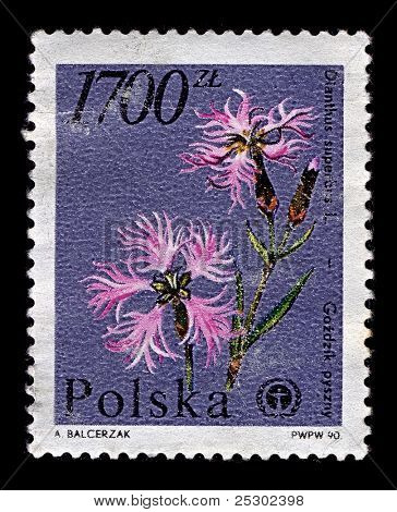 POLAND-CIRCA 1990:A stamp printed in Poland shows image of The splendor of carnation is a plant that belongs to the family of the Pink family, circa 1990.