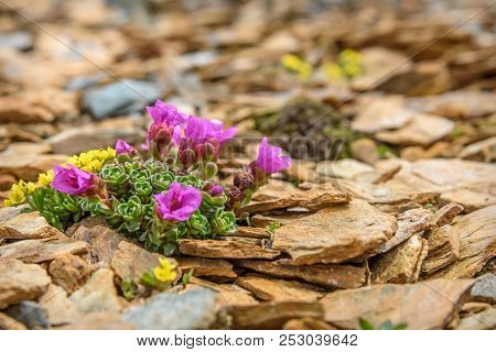 Beautiful Delicate Pink Flowers Of Saxifrage (saxifraga Oppositifolia) Growing On Stones High In The