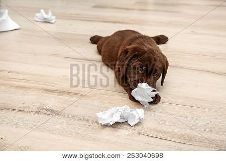 Mischievous Chocolate Labrador Retriever Puppy And Torn Paper On Floor