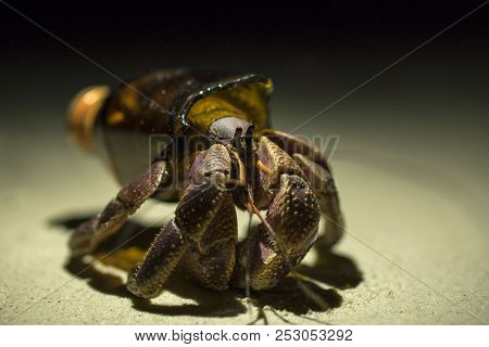Big Hermit Crab Paguroidea Or Soldier-crab Found New Home In The Broken Glass Bottle. Ecology Issues