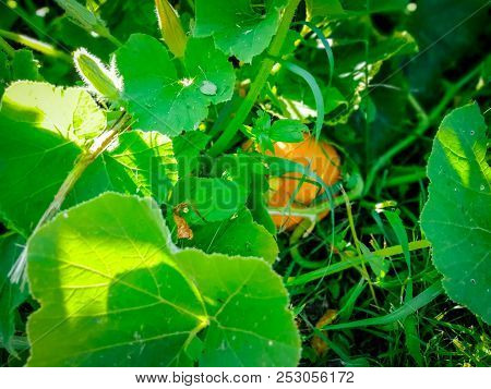 Leaves And Small Pumpkin Fruits On The Compost Pile.