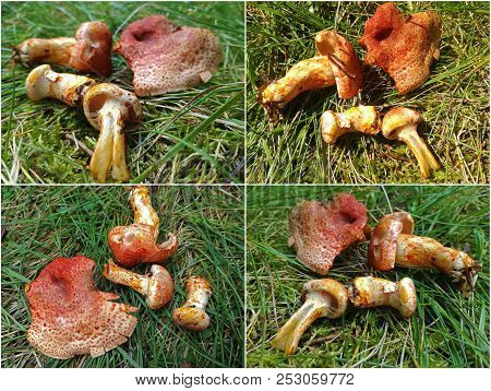 Rare Cortinarius Bolaris Mushroom Known As The Dappled Webcap