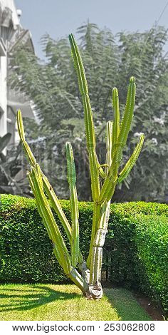 Cactus Growing On The Lawn Near The Porch Of The House.