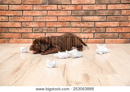 Mischievous Chocolate Labrador Retriever Puppy And Torn Paper Near Wall Indoors