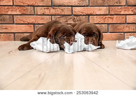 Mischievous Chocolate Labrador Retriever Puppies And Torn Paper Near Wall Indoors