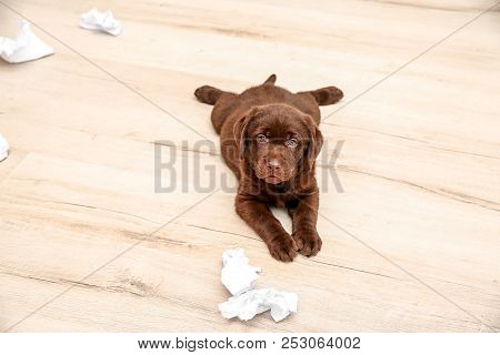 Mischievous Chocolate Labrador Retriever Puppy And Torn Paper On Floor
