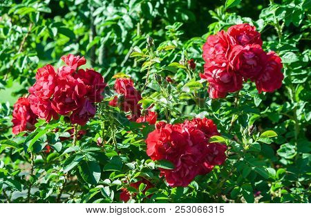 Rose Hansaland Three Large Green Bush With Red Roses In Bloom, The Sun Illuminates The Plant, Grows 