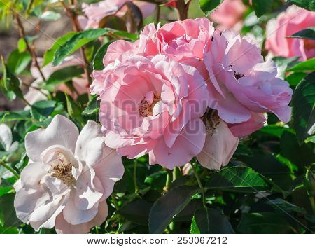 Rose Professor Sieber A Bunch Of Tender White And Pink Flowers, The Plant Grows In The Garden, Dayli