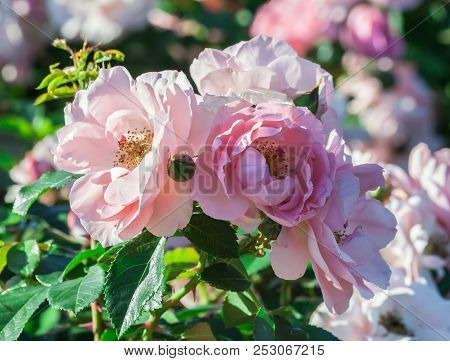 Rose Professor Sieber A Bunch Of Tender White And Pink Flowers, The Plant Grows In The Garden, Dayli