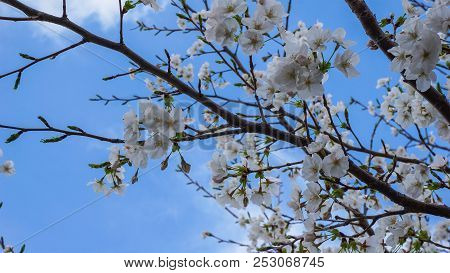Meguro, Tokyo / Japan - March 24, 2018: A View Under A Tree Of Cherry Blossom.