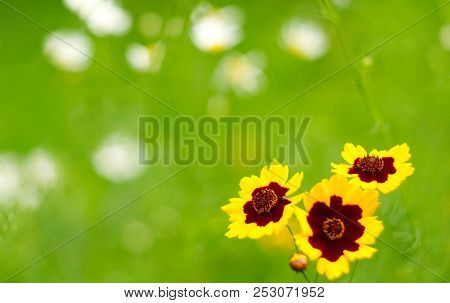 Bright Flowers On The Blur Green Background. Garden Tickseed Also Known As Coreopsis Tinctoria.