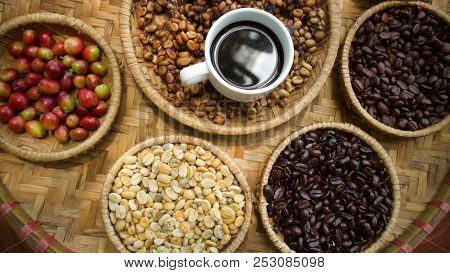 Kopi Luwak Or Civet Coffee, Coffee Beans Excreted By The Civet.
