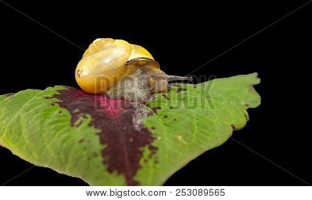 Yellow Forest Snail, Cepaea Nemoralis Crawling On The Leaf Of A Plant