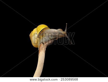 Yellow Forest Snail, Cepaea Nemoralis Sits On The Branch
