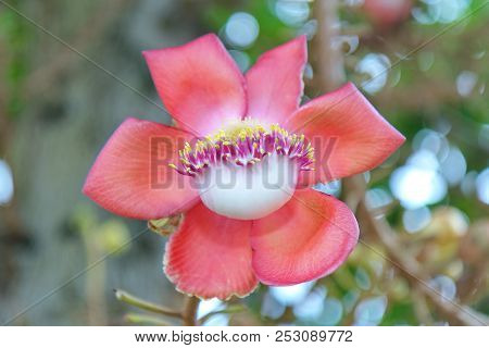 Beautiful In Pink Of  Cannonball Flower (call Sal Flower In Thai)  With Background Green. Selective 