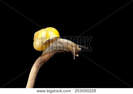 Yellow Forest Snail, Cepaea Nemoralis Sits On The Branch