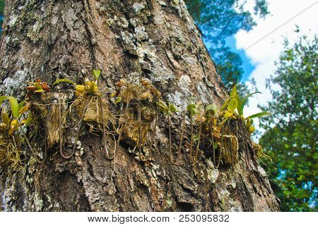 Orchid Sprouts Attached On The Big Tree, The Big Tree Itself Has Good Pattern Of Wood Bark
