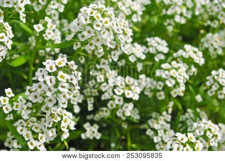 Plenty Of Little White Cute Flowers In Garden Stand Out From Green Leaves Background